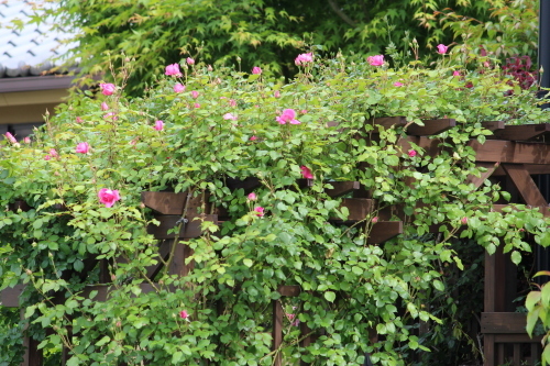 b0246758_20213062.jpg