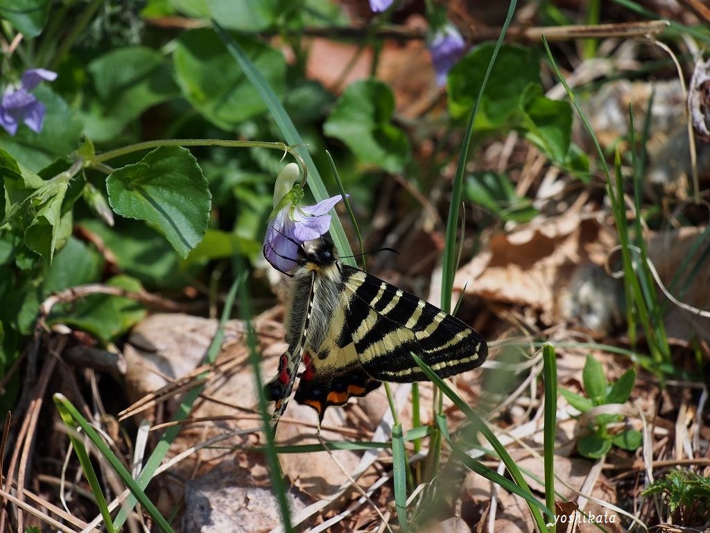 e0367158_10341353.jpg