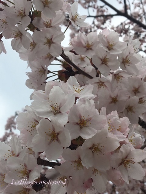 d0240961_15513135.jpeg