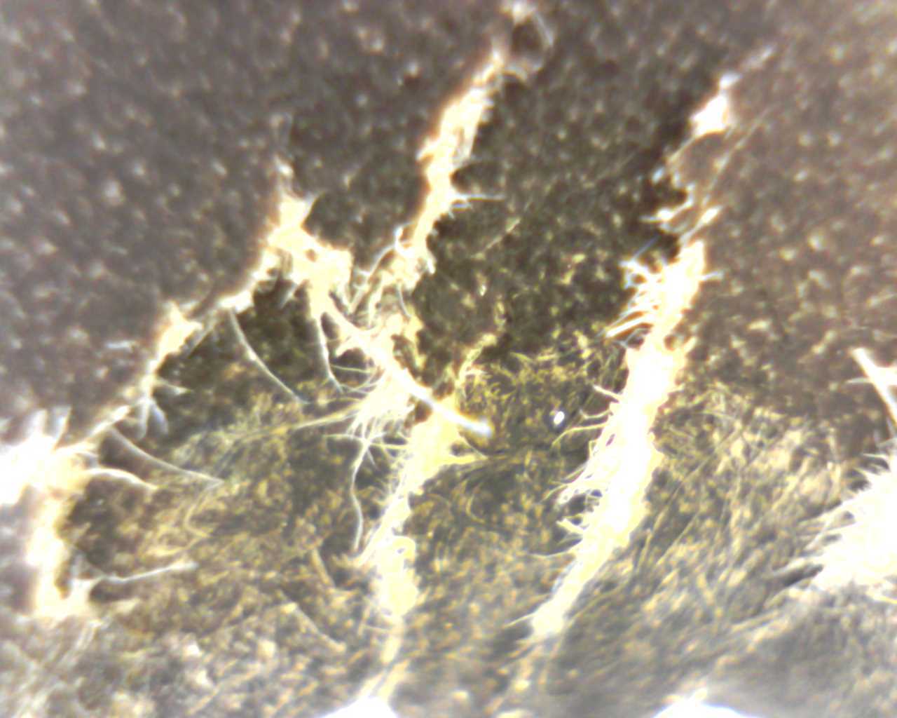 e0099662_20211185.jpg