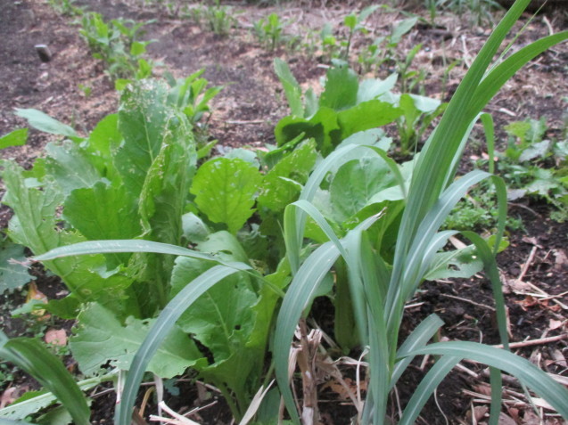 骨休み、恵の雨で野菜が急成長_b0366663_21190070.jpg