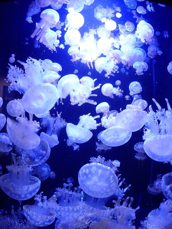 f0350468_21235508.jpg