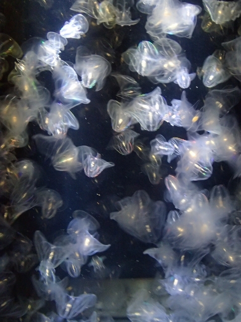 f0350468_21263425.jpg