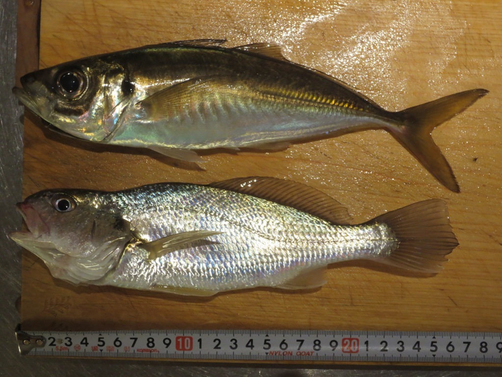 海釣り_c0310571_12354645.jpg