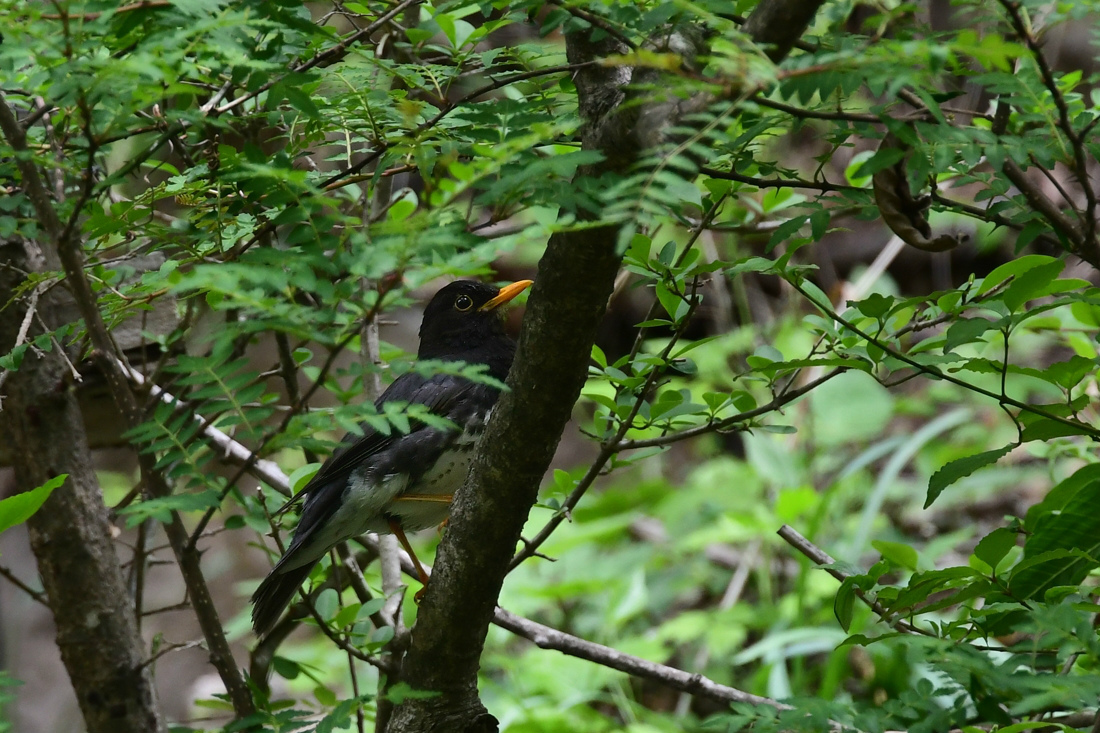 クロツグミ林道 クロツグミ_f0053272_23350971.jpg