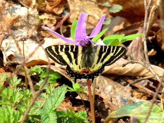 ４月・嵐山のヒメギフチョウ - 野に咲く北国の花