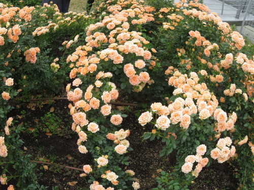 f0259373_19583827.jpg