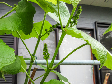ブドウの花芽 18 にゃんてワンダホー