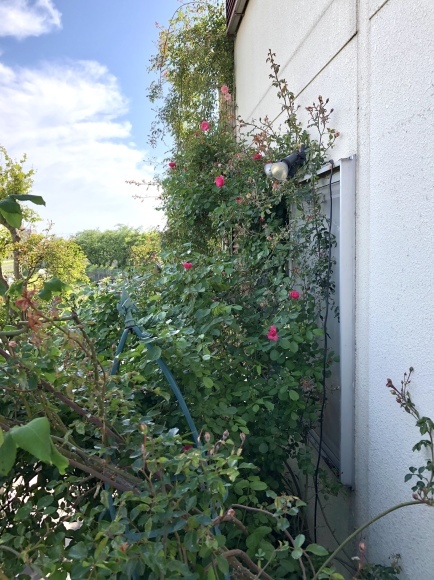d0178877_21541058.jpeg