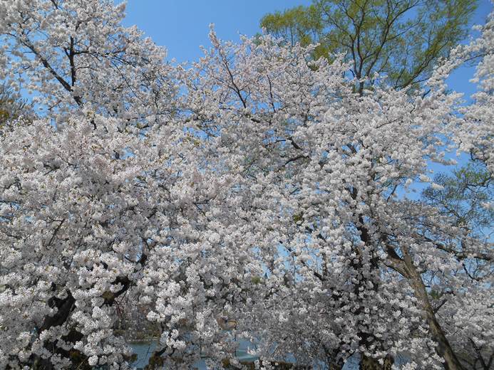 さくら日記＠猿賀公園2018.4.26_c0198781_07273930.jpg