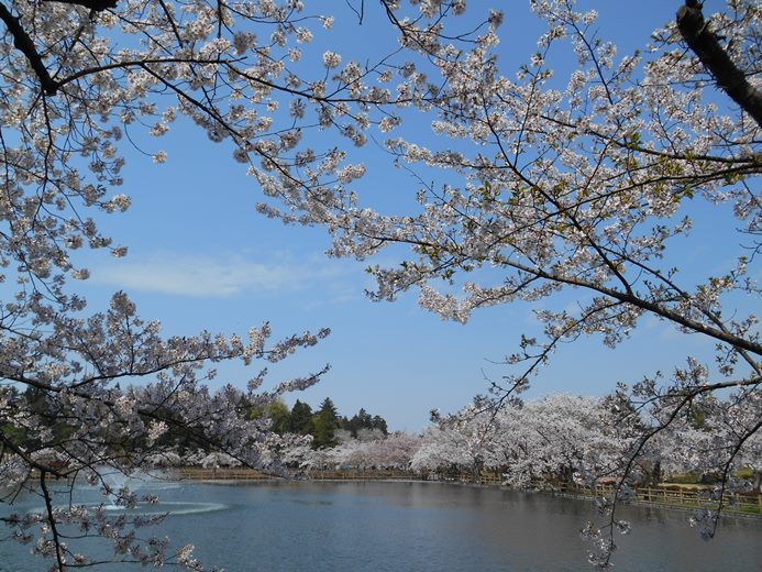 さくら日記＠猿賀公園2018.4.26_c0198781_07275675.jpg