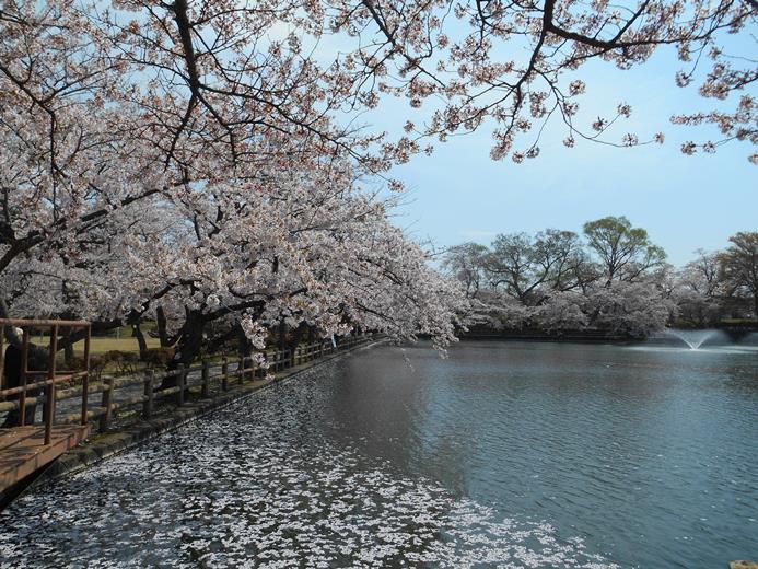 さくら日記＠猿賀公園2018.4.26_c0198781_07281156.jpg