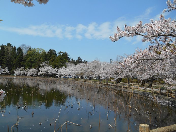 さくら日記＠猿賀公園2018.4.26_c0198781_07283614.jpg