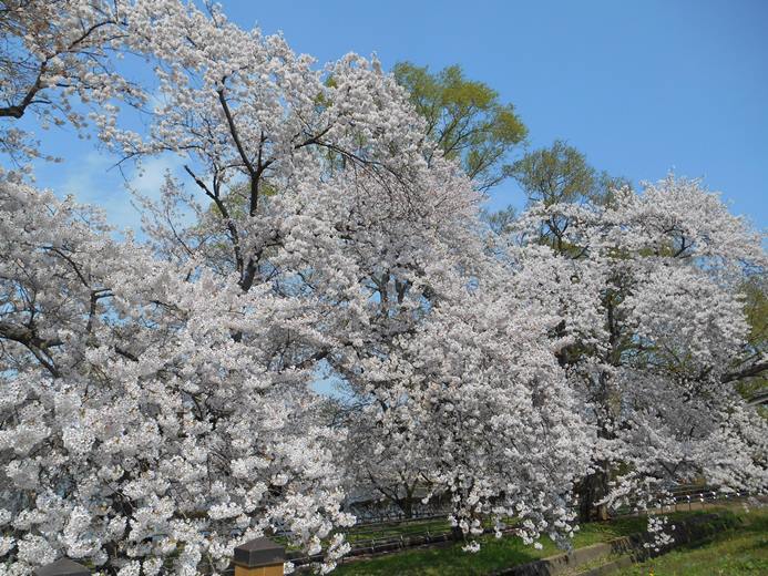 さくら日記＠猿賀公園2018.4.26_c0198781_07290600.jpg