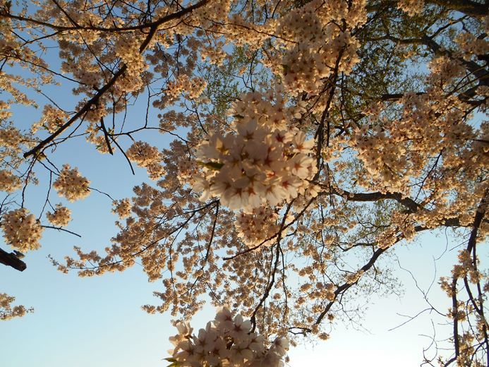 さくら日記＠猿賀公園2018.4.26_c0198781_07315014.jpg