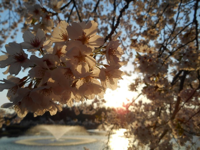 さくら日記＠猿賀公園2018.4.26_c0198781_07360717.jpg