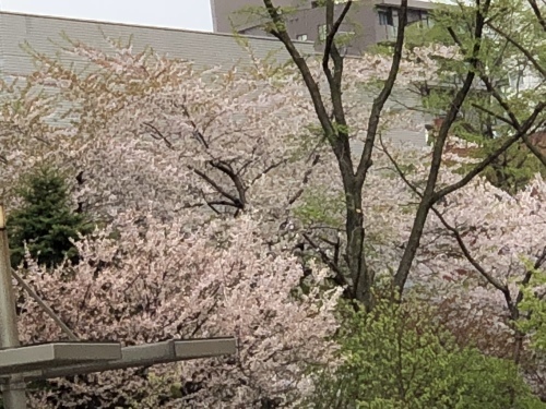 f0333882_19252291.jpeg