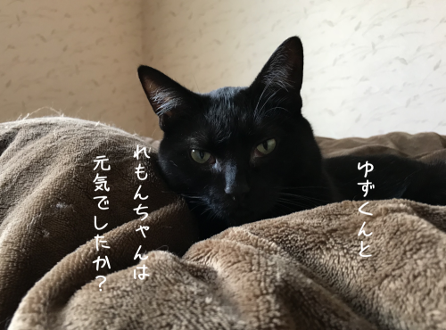 a0216583_11594629.png