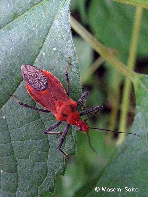 アカサシガメ 赤刺亀虫 草花と自然blog
