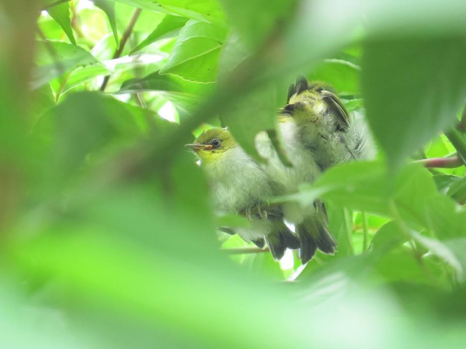 巣立ち_a0247891_17094235.jpg