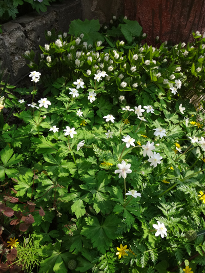 小さな段々花壇の山野草と、今咲いている山野草を少し♪_a0136293_17205479.jpg