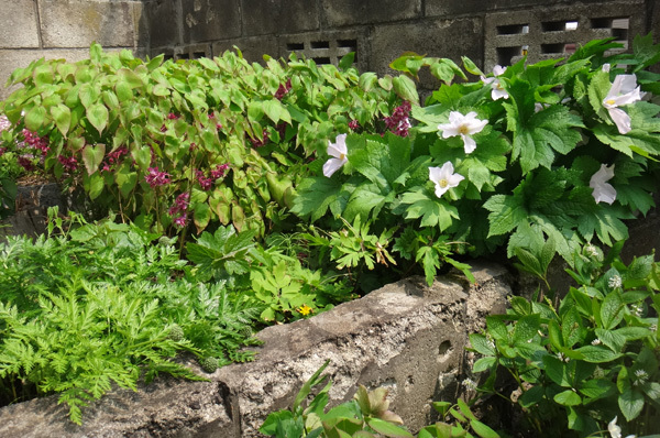 小さな段々花壇の山野草と、今咲いている山野草を少し♪_a0136293_17224422.jpg