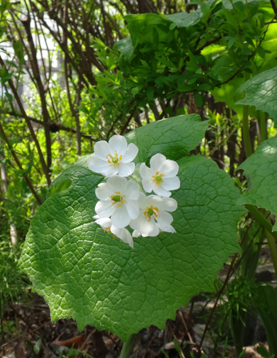 小さな段々花壇の山野草と、今咲いている山野草を少し♪_a0136293_17345262.jpg