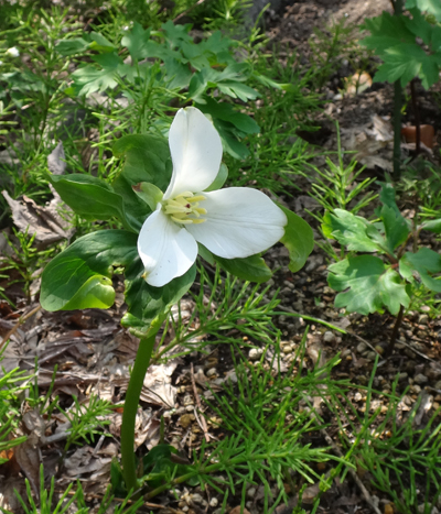 小さな段々花壇の山野草と、今咲いている山野草を少し♪_a0136293_17371072.jpg