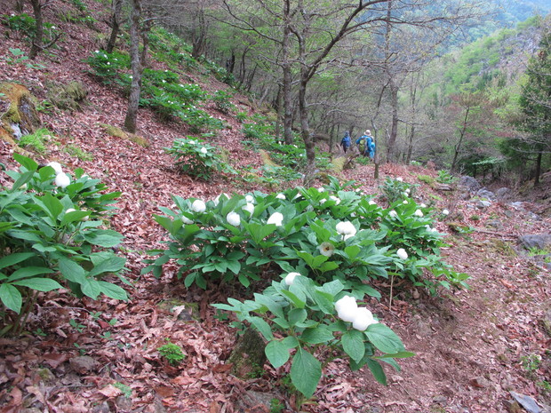 a0166196_11432135.jpg
