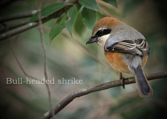 モズ：Bull-headed shrike_b0249597_12080755.jpg