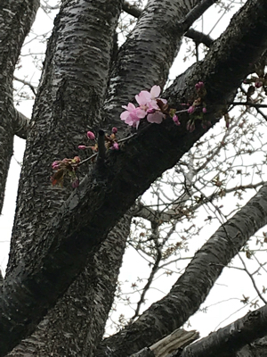 京極町ふきだし公園の桜♪_b0073602_08304991.jpg