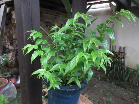 a0203003_20303701.jpg