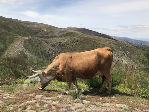 Peneda-Gerês国立公園☆馬も乗ったよ♪_c0212604_685733.jpg