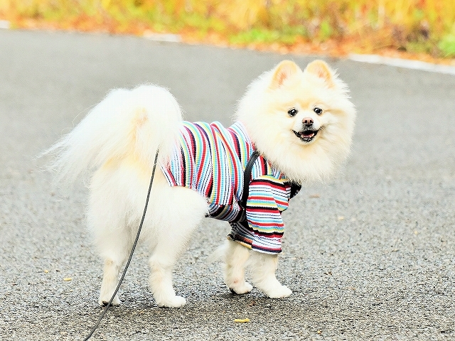 荼毘に付す_d0360206_01425434.jpg