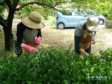 新茶作り:雨岳文庫自然の会_f0205317_07374327.jpg
