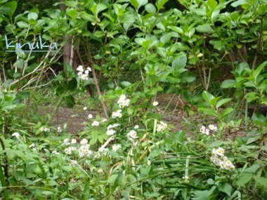 新茶作り:雨岳文庫自然の会_f0205317_07534584.jpg