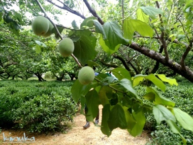 新茶作り:雨岳文庫自然の会_f0205317_08080251.jpg