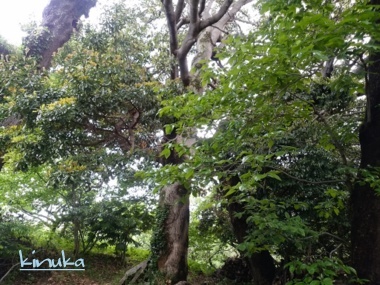 新茶作り:雨岳文庫自然の会_f0205317_08093930.jpg