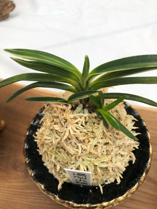 鳥取富貴蘭会に遊びに行って来ました。 : □ サムライ オーキッド