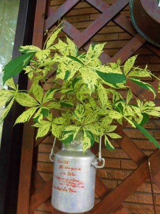 c0204121_16520540.jpg