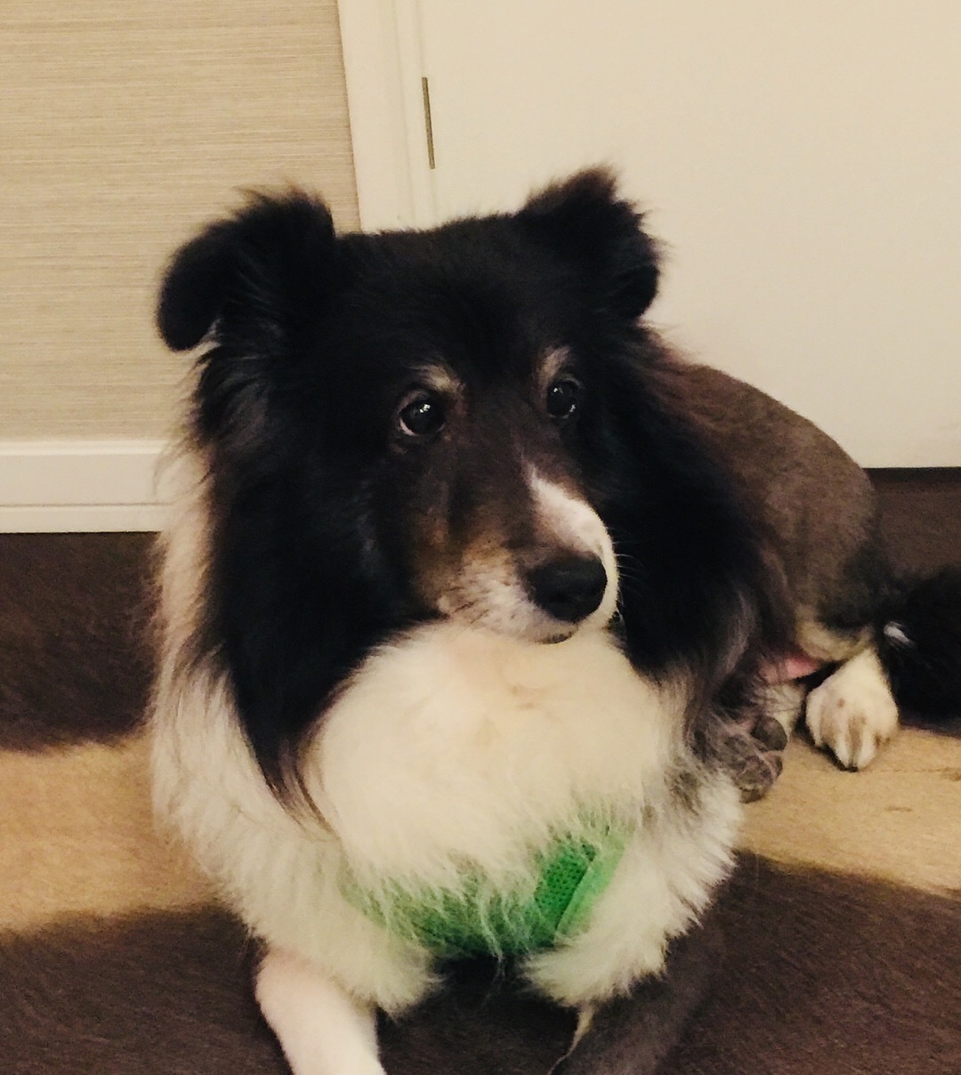 f0215324_12322988.jpeg