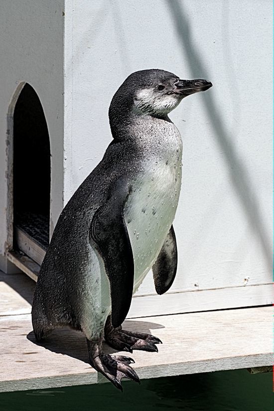 フンボルトペンギンの子ども 動物園放浪記