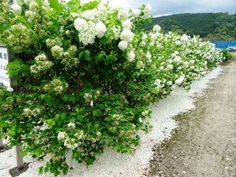 愛媛県花きセンター・花祭り2018_f0213825_13490276.jpg