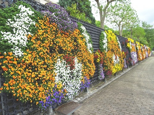 愛媛県花きセンター・花祭り2018_f0213825_13593851.jpg