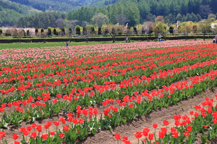 【花の都公園】_f0348831_01455028.jpg