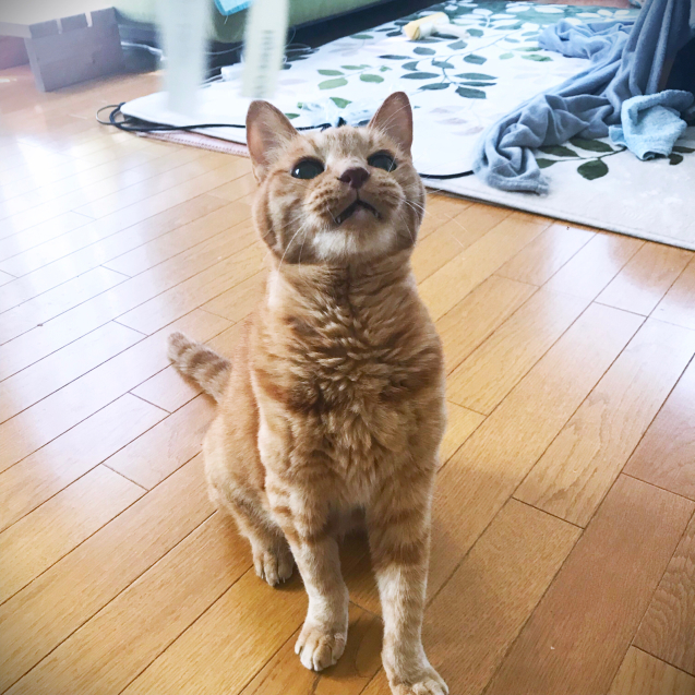 ひも遊びとぽんぽこりん_d0355333_10392247.jpg