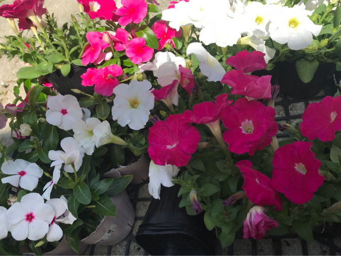 プランターに夏の花 ゆっぴーな日々達 プランターに夏の花 ゆっぴーな日々達