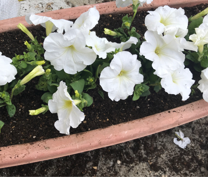 プランターに夏の花 ゆっぴーな日々達