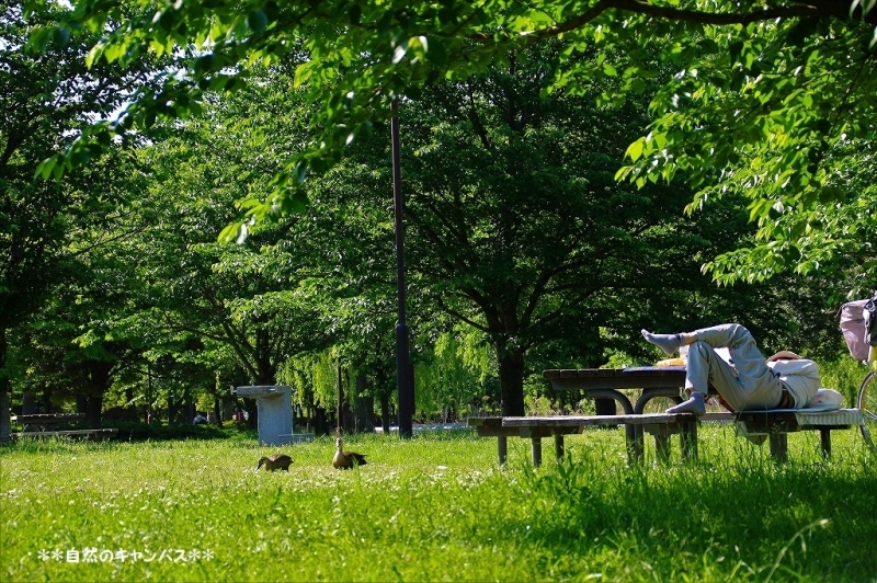 新緑の舎人公園までサイクリング(^^♪_e0052135_12070872.jpg