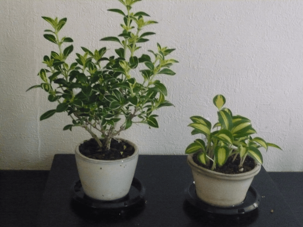 c0365341_11235920.gif